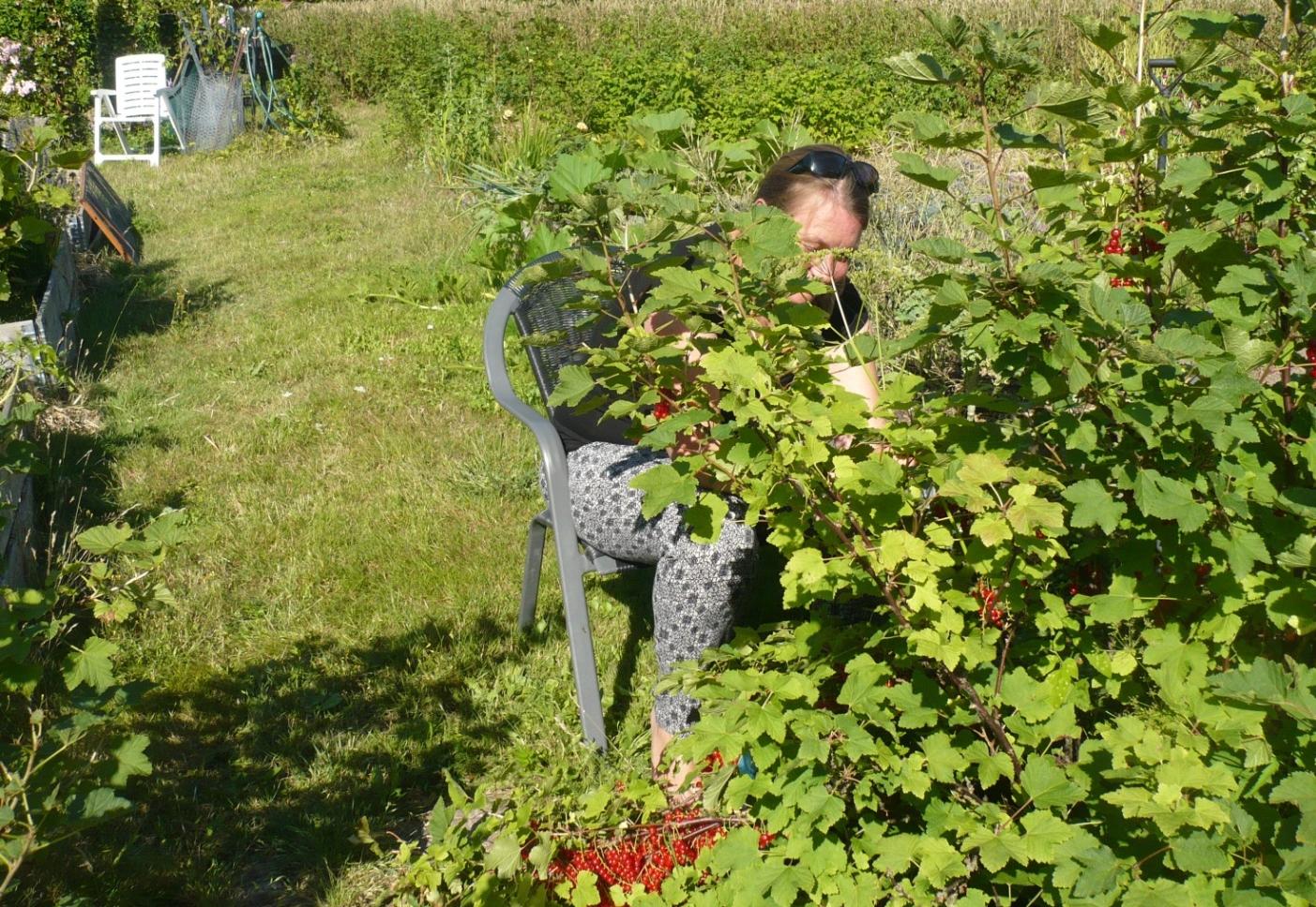 En deltager sidder ved ribsbuskene i Haverefugiets have